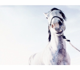 Horse Anna Jones Photography